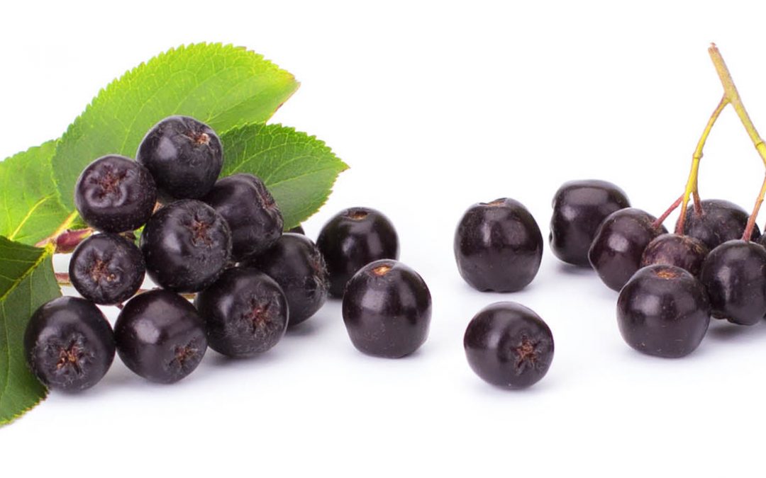 Aronia Hakkında Genel Bilgiler